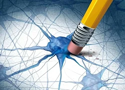 Hai hợp chất tự nhiên mở hướng mới điều trị Alzheimer