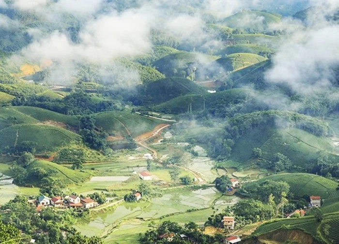Hành trình "mở" đồi chè bát úp