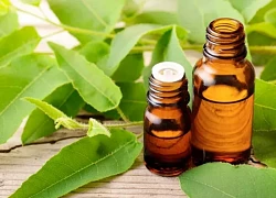 7 loại 'thuốc tự nhiên' chống muỗi, giúp phòng bệnh do muỗi truyền