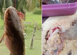 Mổ bụng cá trê, ngư dân sốc nặng khi thấy thứ đáng sợ bên trong