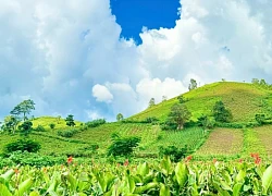 Mùa hoa dong riềng bên núi Chư Đang Ya