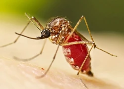 Nguy cơ dịch bệnh Chikungunya xâm nhập: Cảnh giác, nhưng không hoang mang