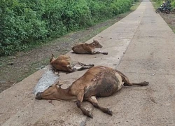 Xe tải mất phanh tông chết 18 con bò, 1 hộ dân nhận bồi thường 160 triệu đồng