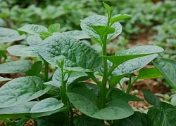 10 bài thuốc từ rau mồng tơi