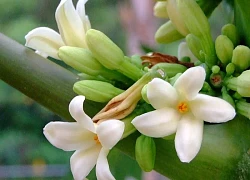 10 cách dùng hoa đu đủ đực cho mọi nhà
