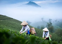7 kinh nghiệm check in đồi chè Long Cốc: Để có chuyến đi suôn sẻ và chụp được những bức ảnh "để đời"