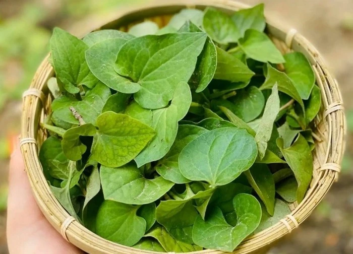 Bất ngờ loại rau được mệnh danh là 'vua thải độc gan', bán đầy ở chợ Việt, giá rẻ như cho