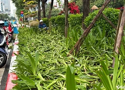 Cảnh tượng khó tin sau buổi tổng hợp luyện, cây, hoa bị dân giẫm nát tơi tả