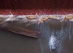 Chủ trang trại xót xa nhìn gần 1.000 con vịt chết ngạt trong bão Kajiki
