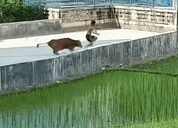 Đang đi dạo, bỗng phát hiện cảnh tượng nổi da gà chàng trai chạy như "tên bắn"