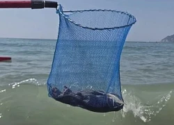 Du khách hoảng loạn rời bãi biển vì phát hiện thứ đáng sợ trôi dạt vào bờ