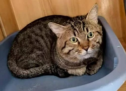Dư luận Trung Quốc tranh cãi về việc đấu giá thú cưng để trả nợ