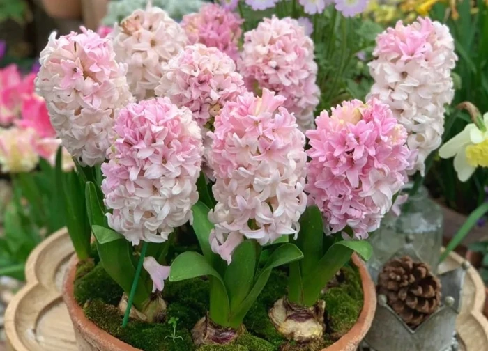 Dù yêu hoa đến mấy cũng hãy vứt ngay 7 loại hoa này khỏi phòng ngủ: Không mê tín mà là cảnh báo thực tế!