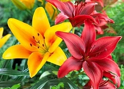 Đúng 9h sáng ngày mai, thứ Tư 27/8/2025, 3 con giáp rước hên vào nhà, gói trọn tài lộc, ngồi không cũng rủng rỉnh tiền đầy túi
