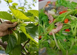 Đừng chỉ ăn quả, lá cây này quý như "nhân sâm của người nghèo", ở quê mọc đầy không ai ngó