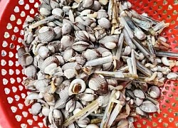 Cả làng đi nhặt thứ quý như 'vàng ròng' dạt vào biển Ninh Bình sau bão số 5