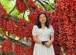 Vườn dâu da đỏ rực ở Gia Lai, thu hút hàng ngàn lượt khách đến check in