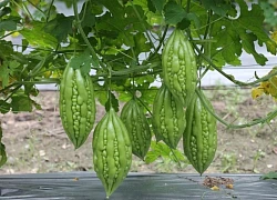 Khám phá công dụng bất ngờ của mướp đắng