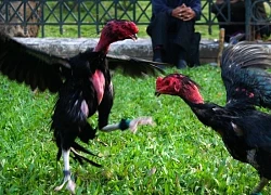 Lập 21 tài khoản mạng xã hội để lừa đảo bán gà chọi, chim cảnh