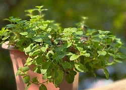 Loại rau phổ biến ở Việt Nam giúp làm dịu hơi thở có mùi