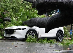 Người đàn ông thoát chết gang tấc khi cây bật gốc đè trúng ô tô ở Hà Nội