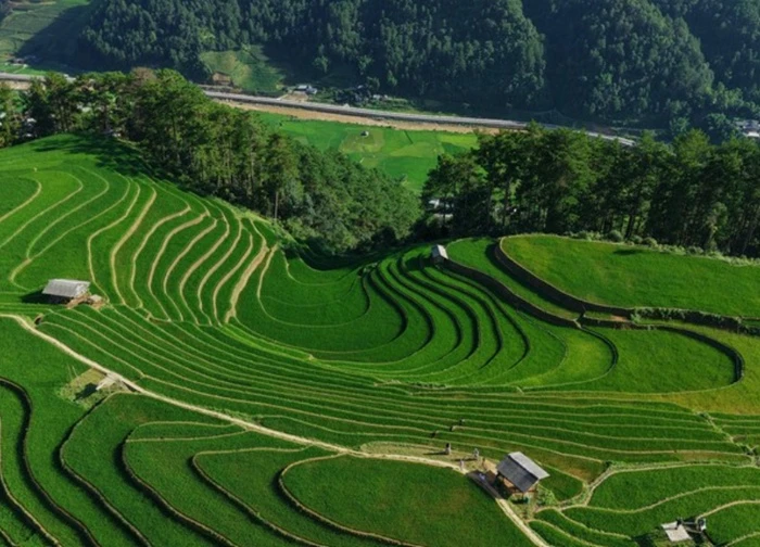 Phượt thủ đua nhau đi săn lúa xanh trong khi chờ đợi mùa lúa chín