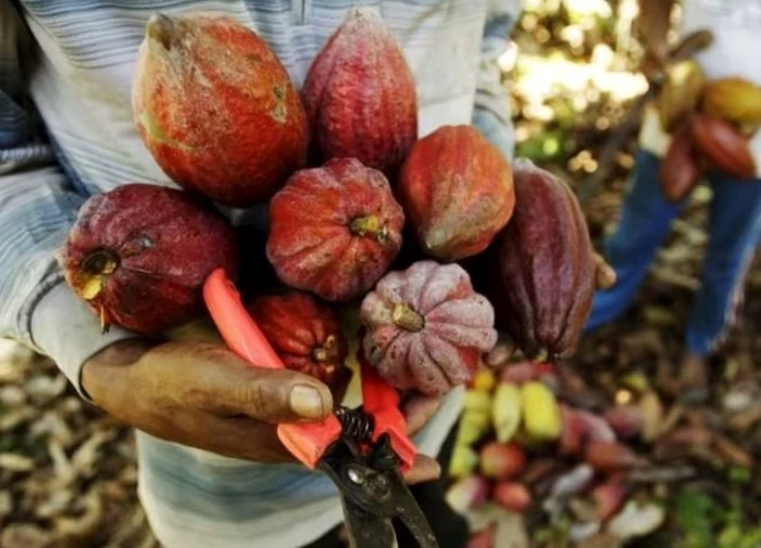 Thuế quan của Mỹ: Indonesia được miễn trừ thuế dầu cọ, cacao và cao su