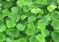 Ăn rau má có thực sự giúp thanh nhiệt, giải độc?