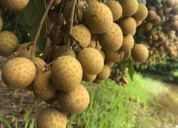 Cây nhãn trị những bệnh gì?