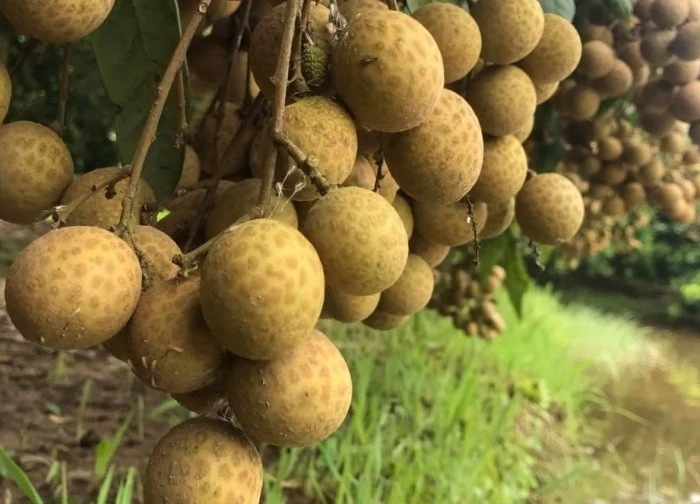 Cây nhãn trị những bệnh gì?