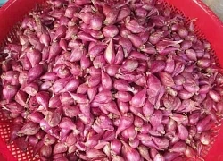 Củ hành tím và những lợi ích bất ngờ cho sức khỏe
