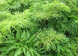 Người đàn ông đi cấp cứu sau 2 tháng uống lá đinh lăng liên tục
