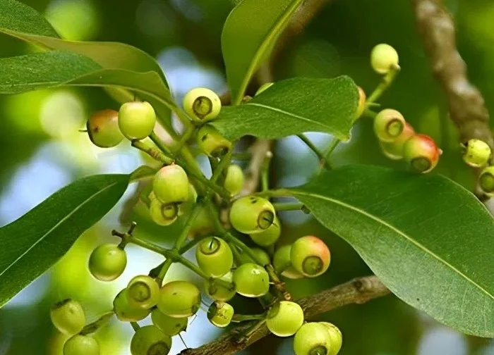 Quả và lá vối tươi - Thức uống dân dã, vị thuốc quý cho sức khỏe