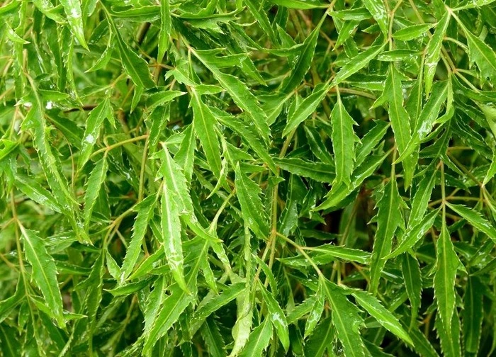 Uống nước đinh lăng nên dùng lá khô hay tươi?