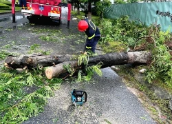Bão số 10 Bualoi: Sáu người mắc kẹt trong ô tô bị cây đổ đè