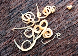 Cảnh báo: bệnh giun đũa chó mèo có thể gây mù lòa và tổn thương nội tạng