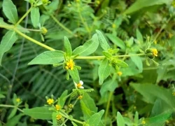 Loại thảo dược mọc hoang nhiều nơi, rất tốt trong điều trị đau nhức xương khớp