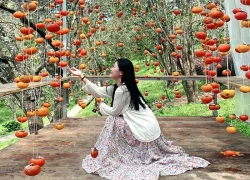Ngọt ngào sắc thu phố núi