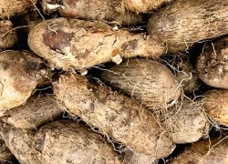 Việt Nam có củ đầy lông, bổ dưỡng chẳng kém nhân sâm nhưng hay bị ngó lơ