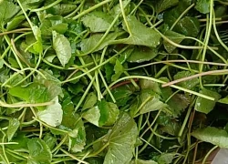 6 công dụng đưa rau má trở thành 'nhân sâm đất'