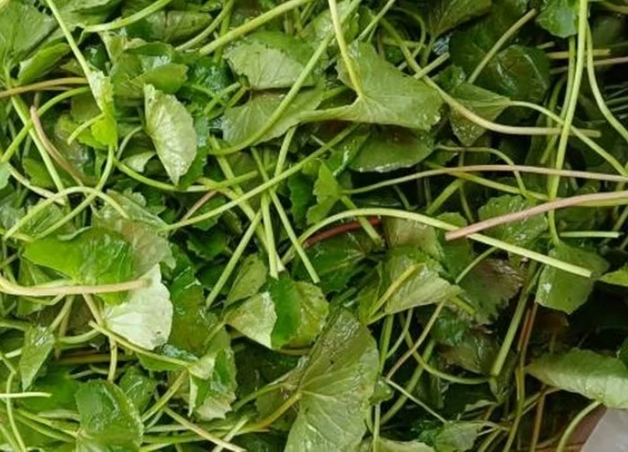 6 công dụng đưa rau má trở thành 'nhân sâm đất'
