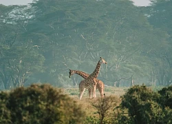 Khách Việt kể về 'cuộc di cư vĩ đại' ở châu Phi