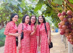 Nông dân U60 biến vườn nho thành điểm check-in hút khách