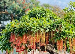 Ông bà xưa truyền: Trồng 3 loại cây này trước cổng, con cháu dễ gặp quý nhân phù trợ