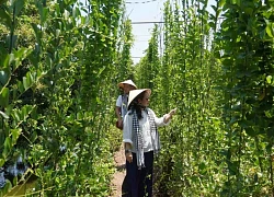 Vĩnh Long đón hơn 176.000 lượt khách trong kỳ nghỉ 2-9