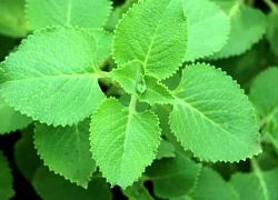 Bí quyết dưỡng sinh trong mùa thu