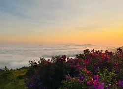 Hoa sim phủ tím đồi Suối Bon ở Sơn La