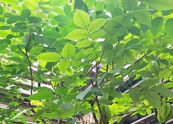 Lá khế có 4 công dụng, chữa bệnh gì tốt nhất?