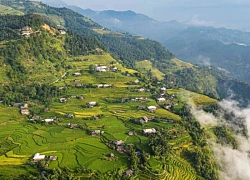 Mùa lúa chín ở Bản Phùng nhìn từ trên cao