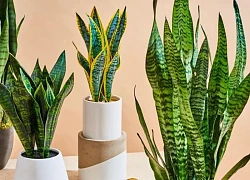 Ông bà dặn lại: Trồng nhầm cây này trong phòng ngủ dễ thất thoát tiền bạc mà không hay